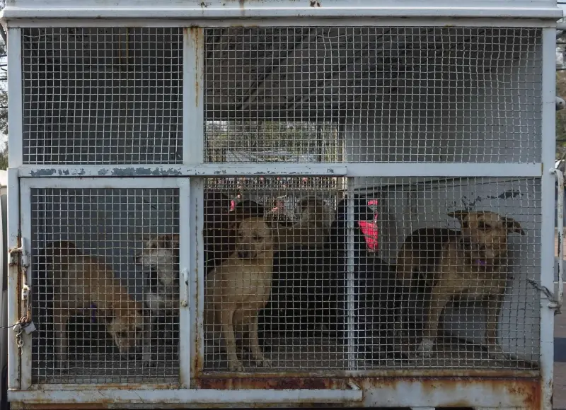 ¡Ya hay fecha! ‘Franciscanitos’ volverán a casa tras acuerdo del Refugio con Clara Brugada