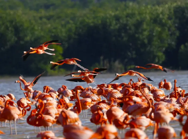 Alertan por riesgo a flamencos en Yucatán: refuerzan restricciones en Reserva de Celestún