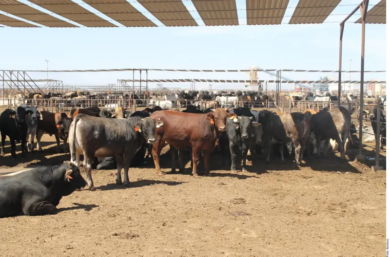 Excluyen a NL y Tamaulipas en reapertura de ganado; Coahuila si está contemplado por EU