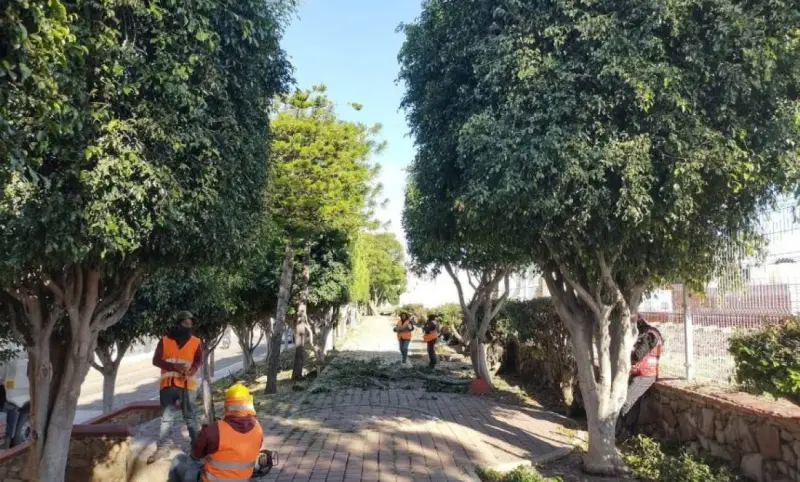 Alistan censo del arbolado urbano en Querétaro