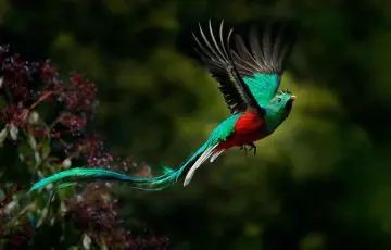 Cuidar al quetzal es cuidar los bosques de México