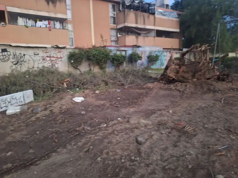 Denuncian tala de árboles sin explicación en Ixtapaluca