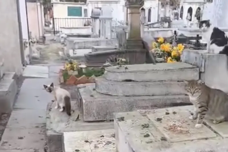 Permite orden judicial atender a más de 90 gatos en panteón de Uruapan