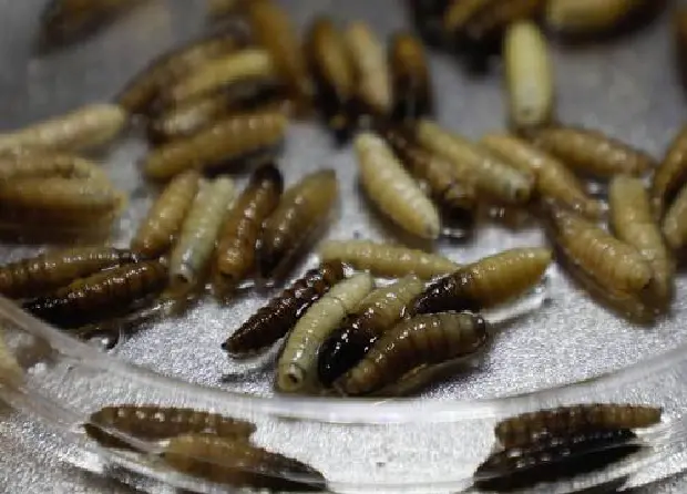 Alerta por gusano barrenador llega en lenguas indígenas con campaña en radio y perifoneo en comunidades