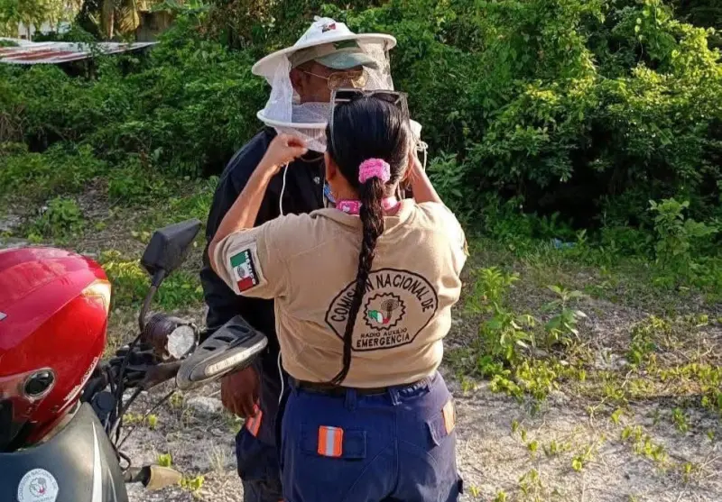 Atacan abejas y dejan animales muertos en sur de Quintana Roo
