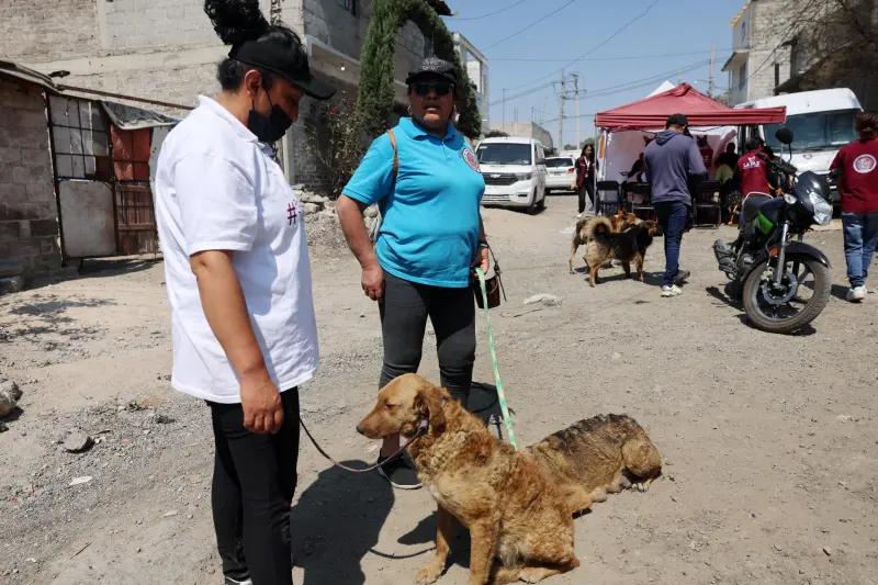 Anuncian esterilización animales callejeros en Chimalhuacán