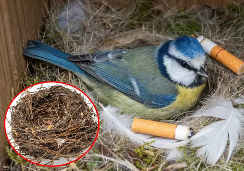 ¿Las colillas de cigarros protegen los nidos de los pájaros?