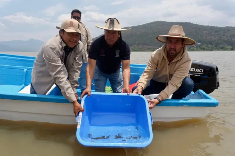 Siembran mil ejemplares de achoque en el lago de Pátzcuaro