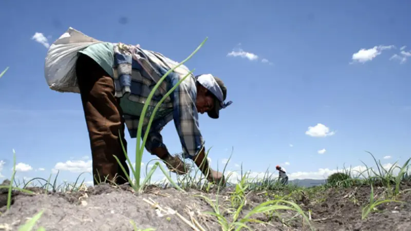 Inseguridad y extorsión, el paro nacional expone la crisis estructural del campo: GCMA