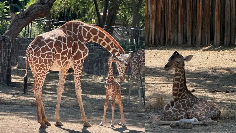 Tiene ZooLeón nuevo habitante, una jirafa reticulada que nació el 26 de abril