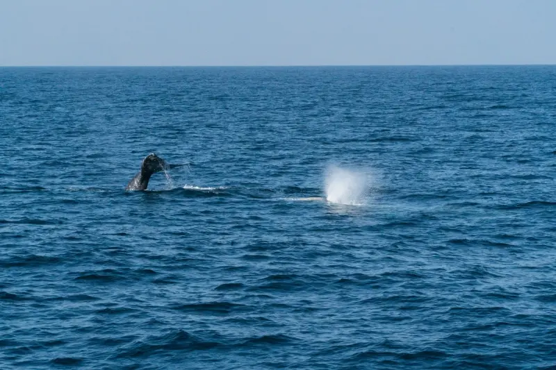 Fue una temporada regular para el avistamiento de la ballena gris
