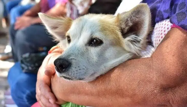 Registra avance del 95% la elaboración de la Ley de Bienestar Animal en Querétaro 