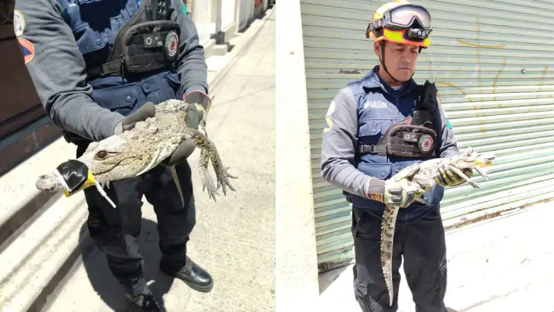 Huésped inesperado en León: Descubren cocodrilo oculto en el techo de una casa de la colonia Industrial