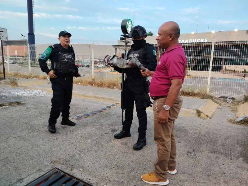 Deambula cocodrilo en Puerto Marqués de Acapulco