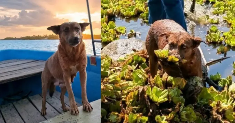 Envenenan a Beni, perrita que ayudaba a limpiar presa en Oaxaca