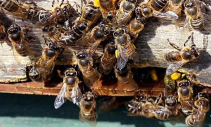Se cuadruplican los ataques de abejas en 2026 en Yucatán
