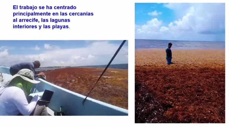 Se esperan este año 40 millones de toneladas de sargazo en el Atlántico