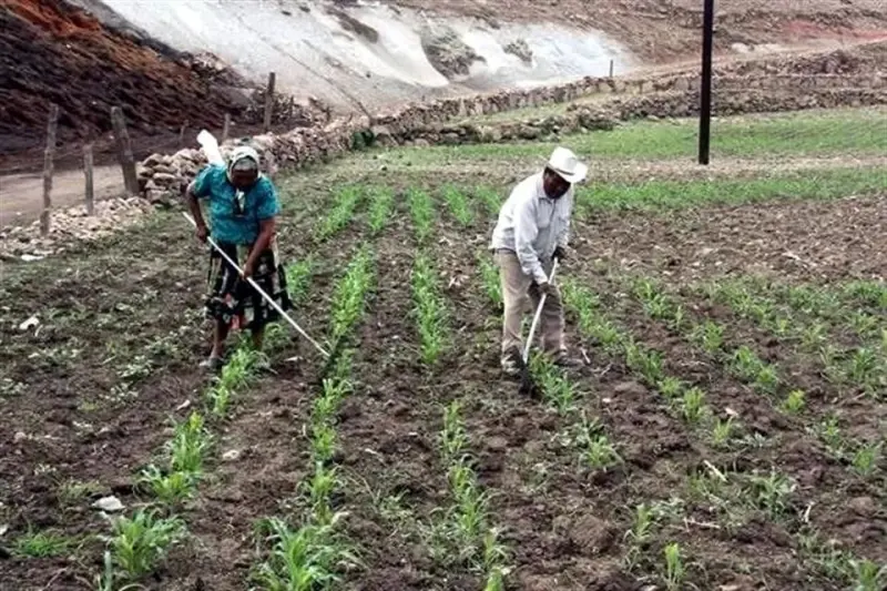 Denuncian campesinos exclusión de entrega de fertilizante