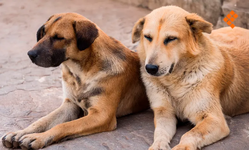 Declaran al caramelo como parte de las 4 razas de perros mexicanos