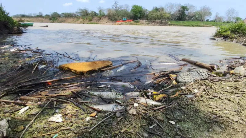 Registra río Cazones mortandad de peces