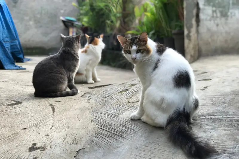 Alertan por alto índice de muertes de gatos por panleucopenia felina en Querétaro