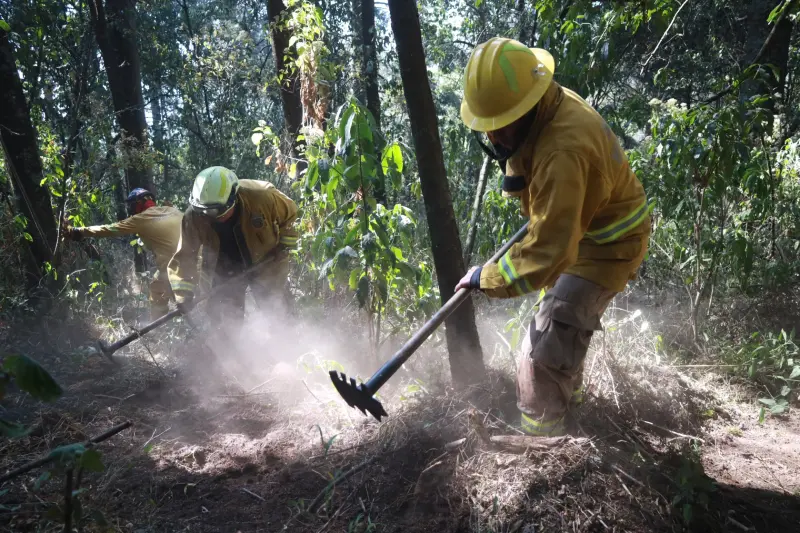 Refuerza Huixquilucan protección de bosques con brechas cortafuego