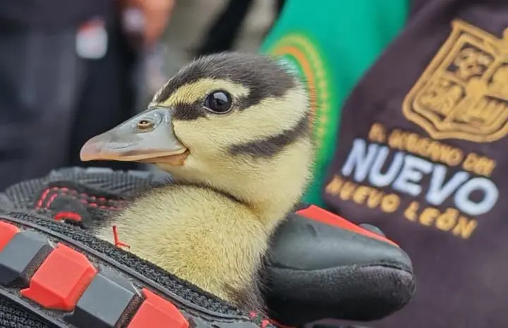 Realiza Protección Civil NL exitoso rescate de 22 patitos en Monterrey