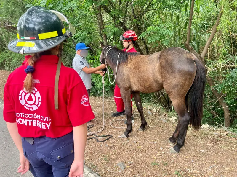 Localizan y aseguran caballo extraviado en Lagos del Bosque, Monterrey