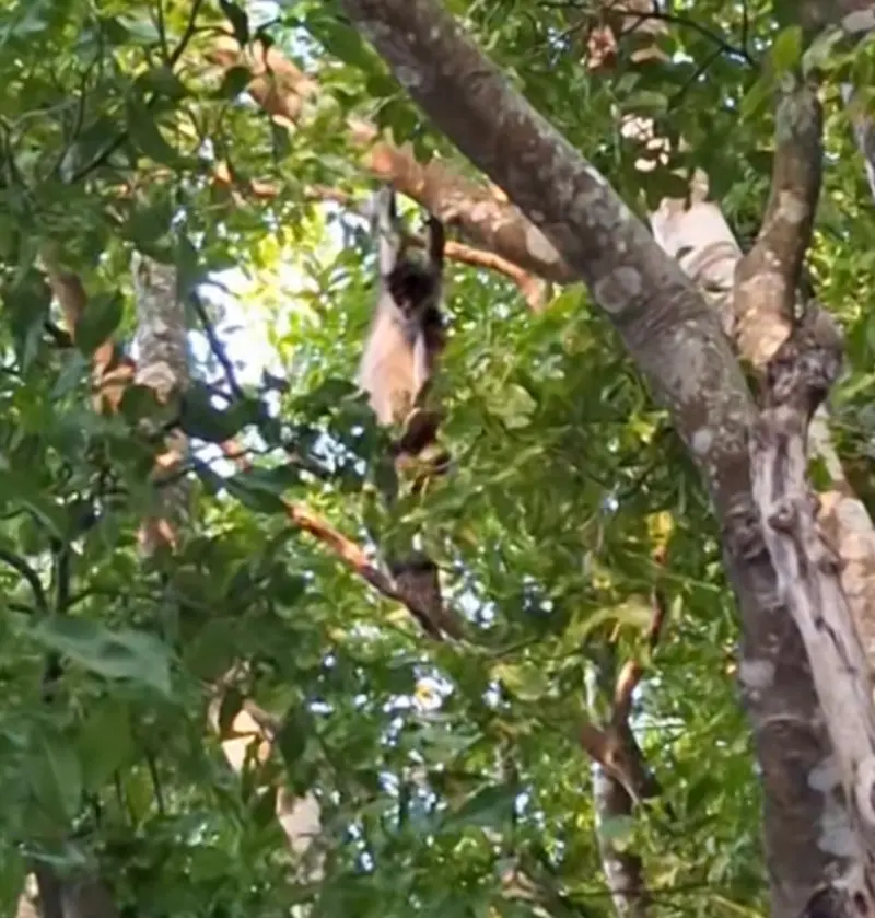 Avistan mono araña en Buctzotz