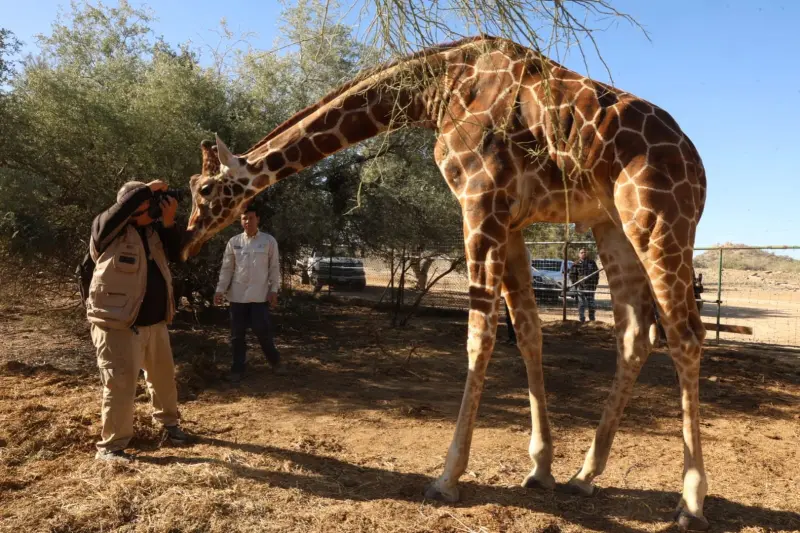 Ecosafari ya tiene jirafa en el Centro Ecológico de Sonora