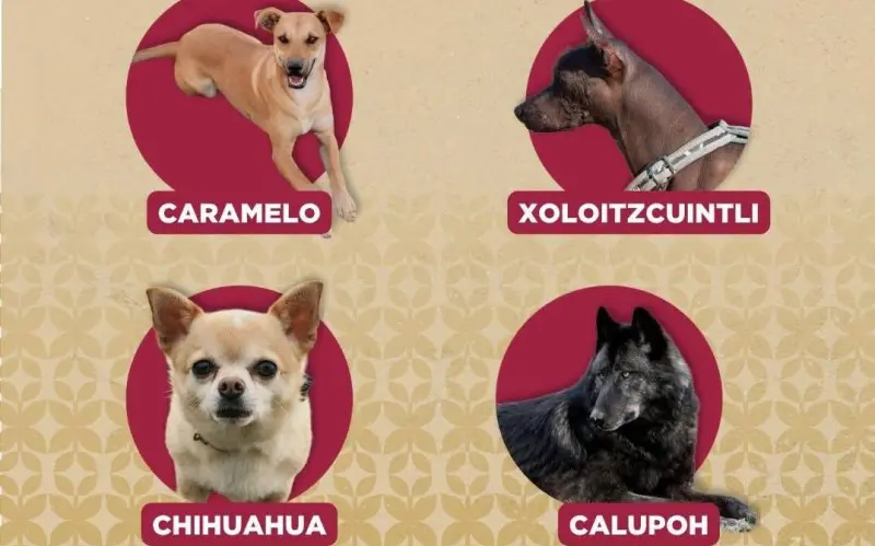 Promueve Medio Ambiente tutela responsable con perros de apoyo social