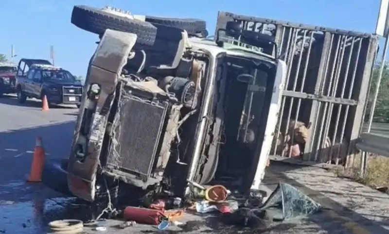 Camión con 150 cerdos vuelca en carretera de Yucatán