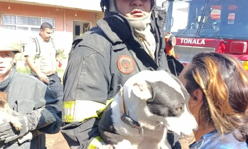 Rescatan a 5 perros de vivienda que ardía en llamas en Jalisco