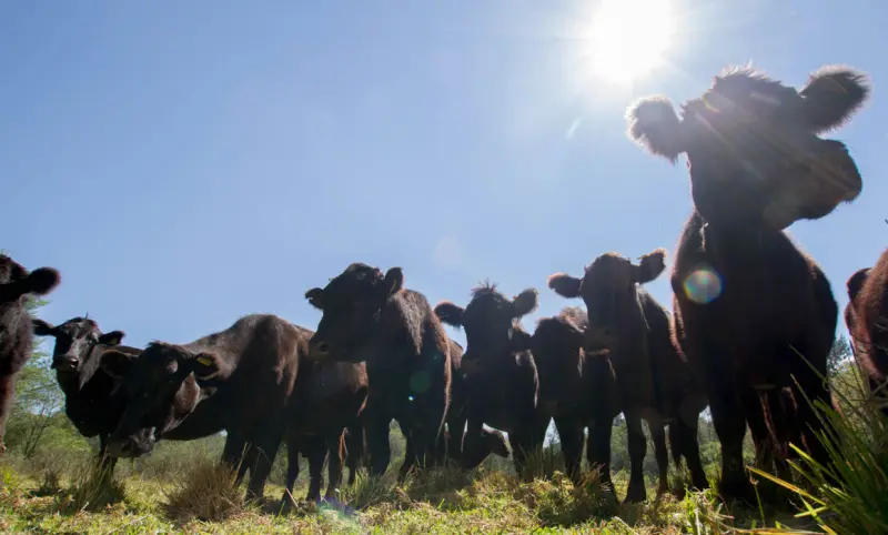Atienden 2 casos de tuberculosis bovina en Chihuahua