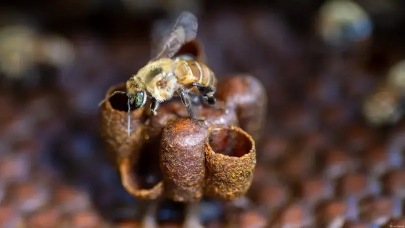 Perú reconoce derechos legales a abejas amazónicas en precedente global