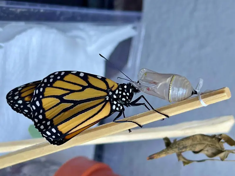 Mariposa monarca rompe rutas: ahora se reproduce en Quintana Roo