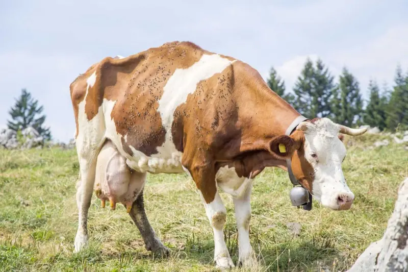 Confirman caso de gusano barrenador en San Juan del Río