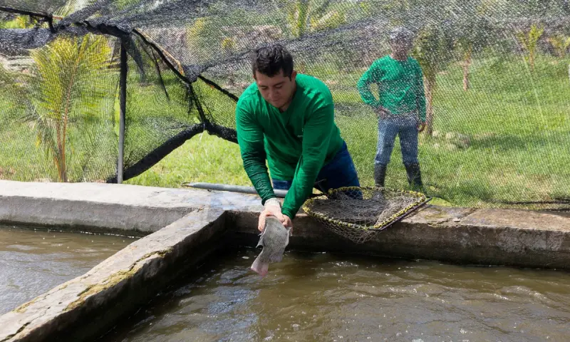 Apagones en Yucatán, con grave afectación a la acuicultura
