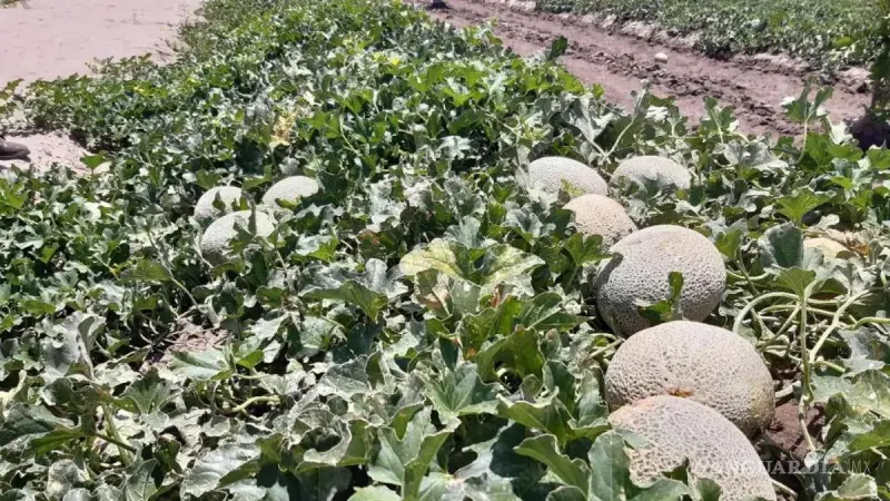 Avanza riego de presiembra en La Laguna rumbo al ciclo primavera-verano