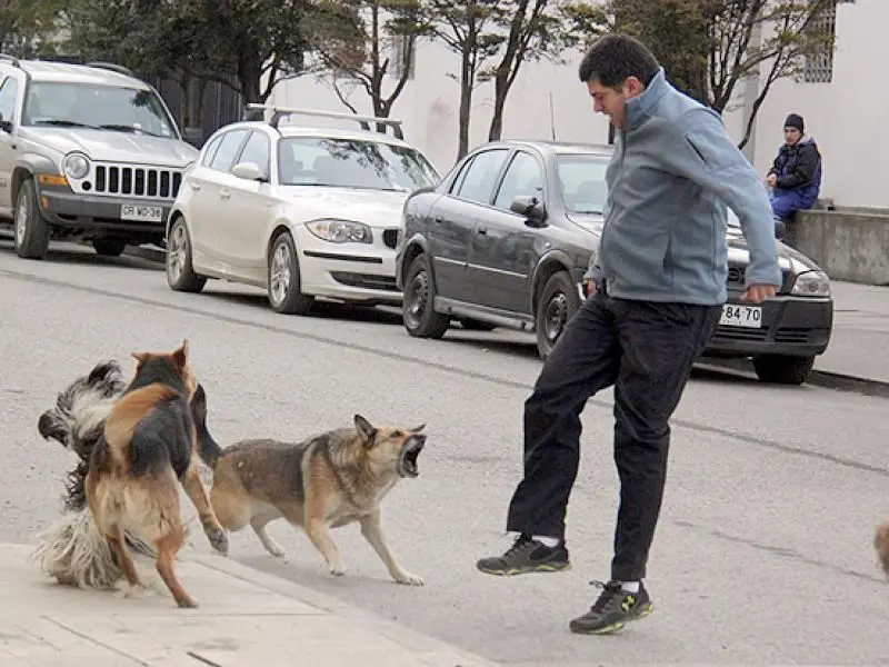 Van contra dueños irresponsables de perros en Quintana Roo
