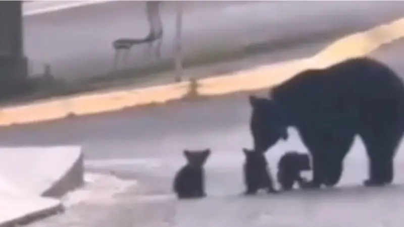 Captan a familia de osos en zona residencial al sur de Monterrey