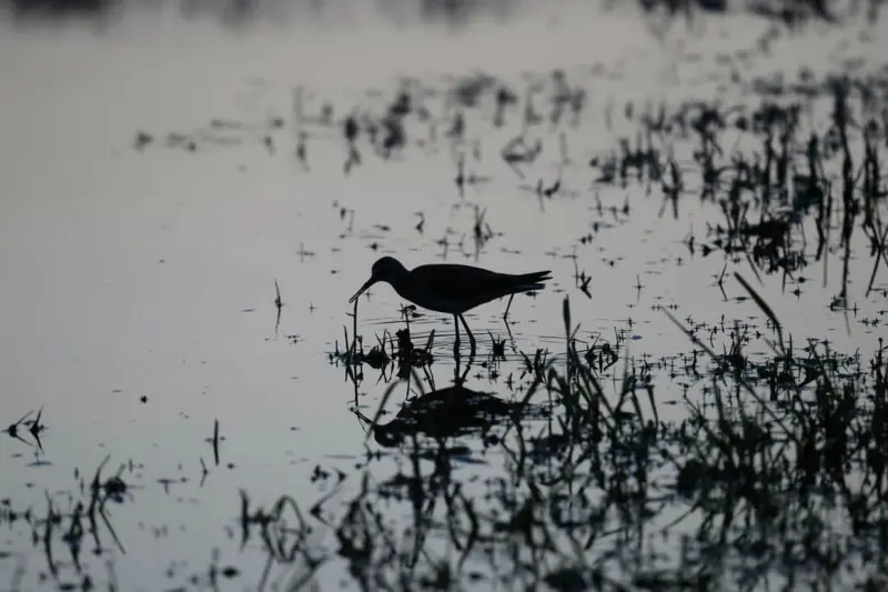 Atrae becada americana a cientos de neoyorquinos por su peculiar baile