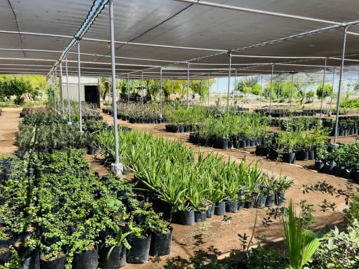 Regalan plantas en SLRC para impulsar áreas verdes en la ciudad