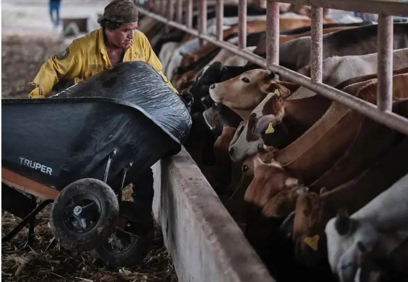 Coahuila avanza como opción para retomar exportaciones de ganado a Estados Unidos