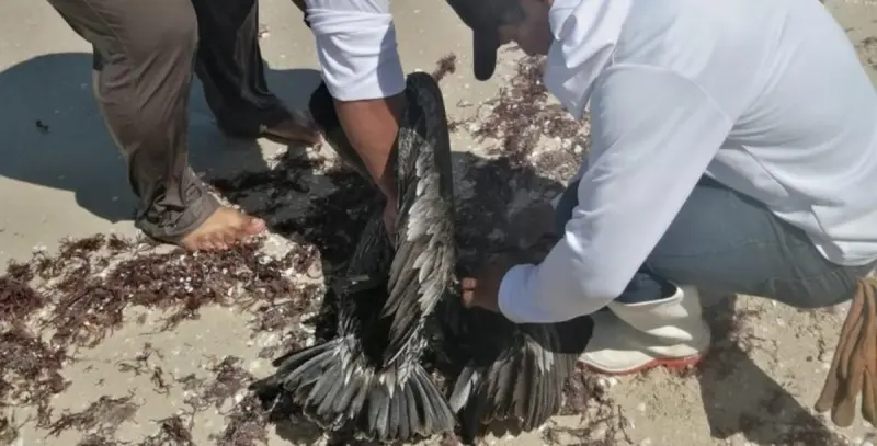 Llaman a cuidar fauna en playas de Yucatán