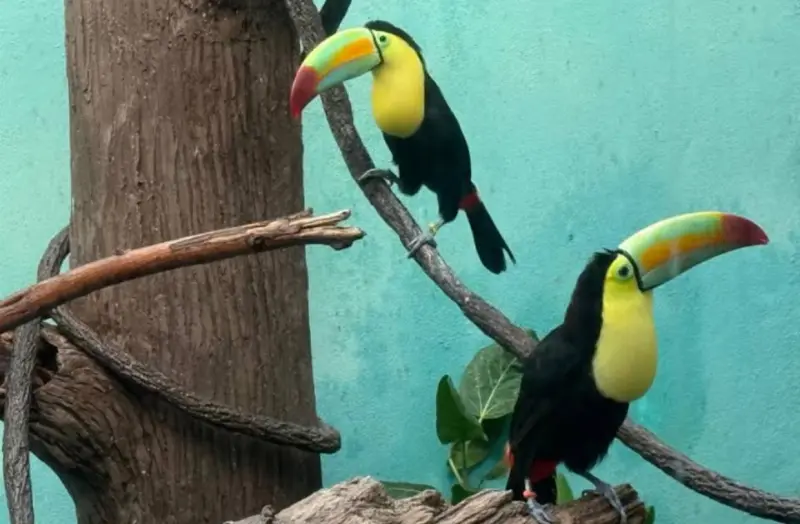 Rehabilita zoológico del Bronx a 14 tucanes enfermos rescatados
