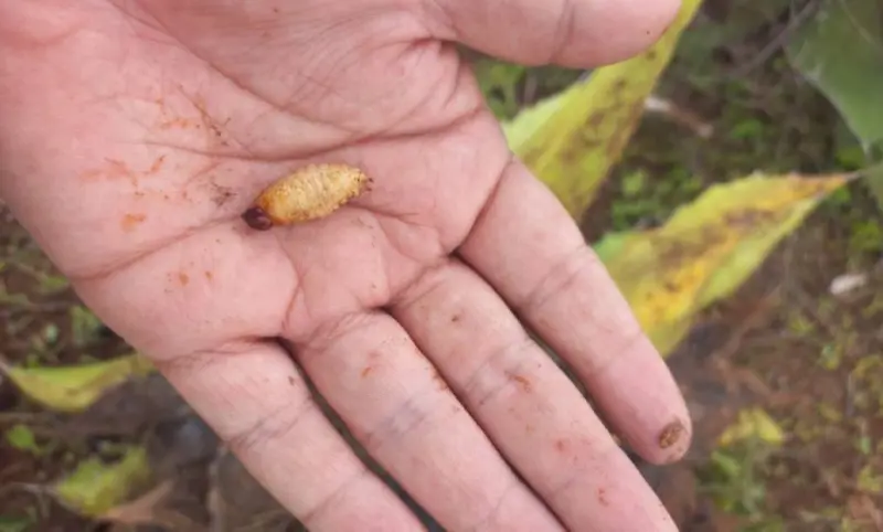 Suman 88 casos de gusano barrenador en Querétaro