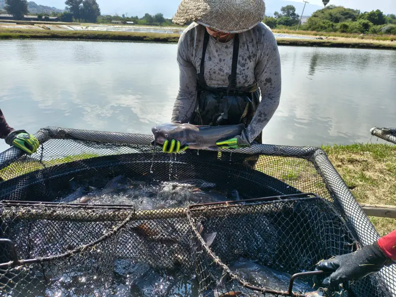 Certifican en Jalisco 4 granjas para garantizar calidad de pescado