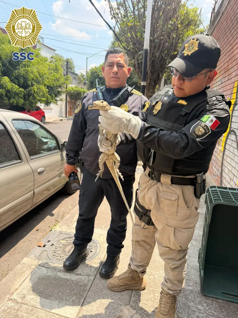 Hallan lagarto varano en calles de la alcaldía Benito Juárez