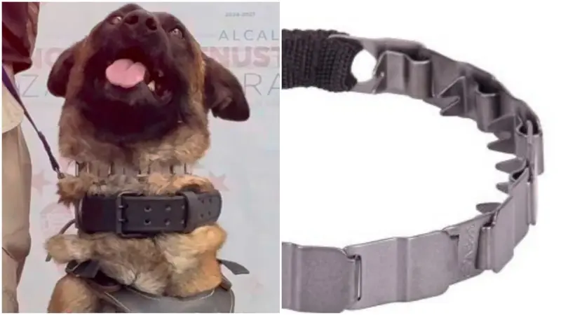 Agencia de Atención Animal de CDMX promueve entrenamiento canino... con presunto collar de castigo